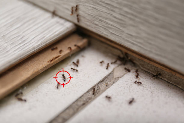 Best Pest Control Near Me  in Abingdon, MD