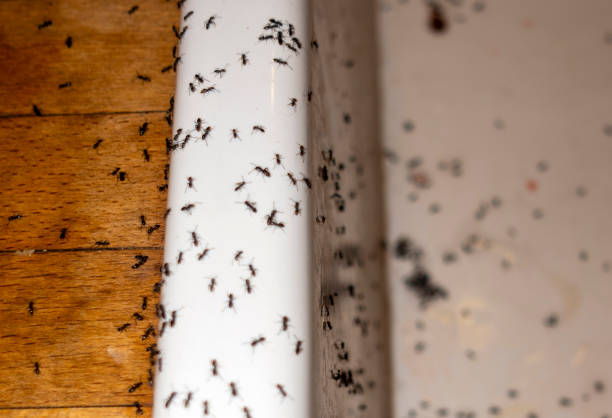Best Pest Removal Services  in Abingdon, MD