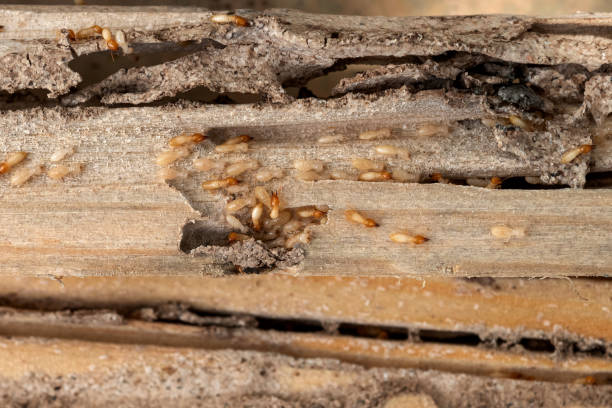 Bird Control in Abingdon, MD